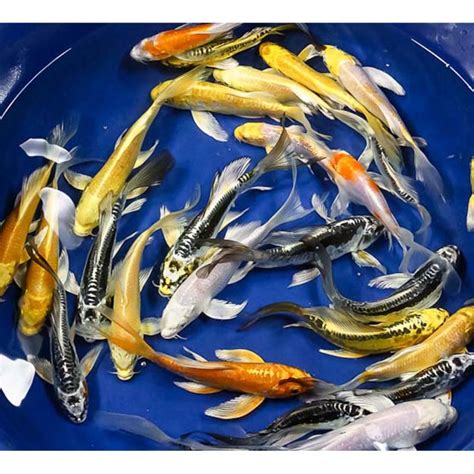 Butterfly Koi for Sale .